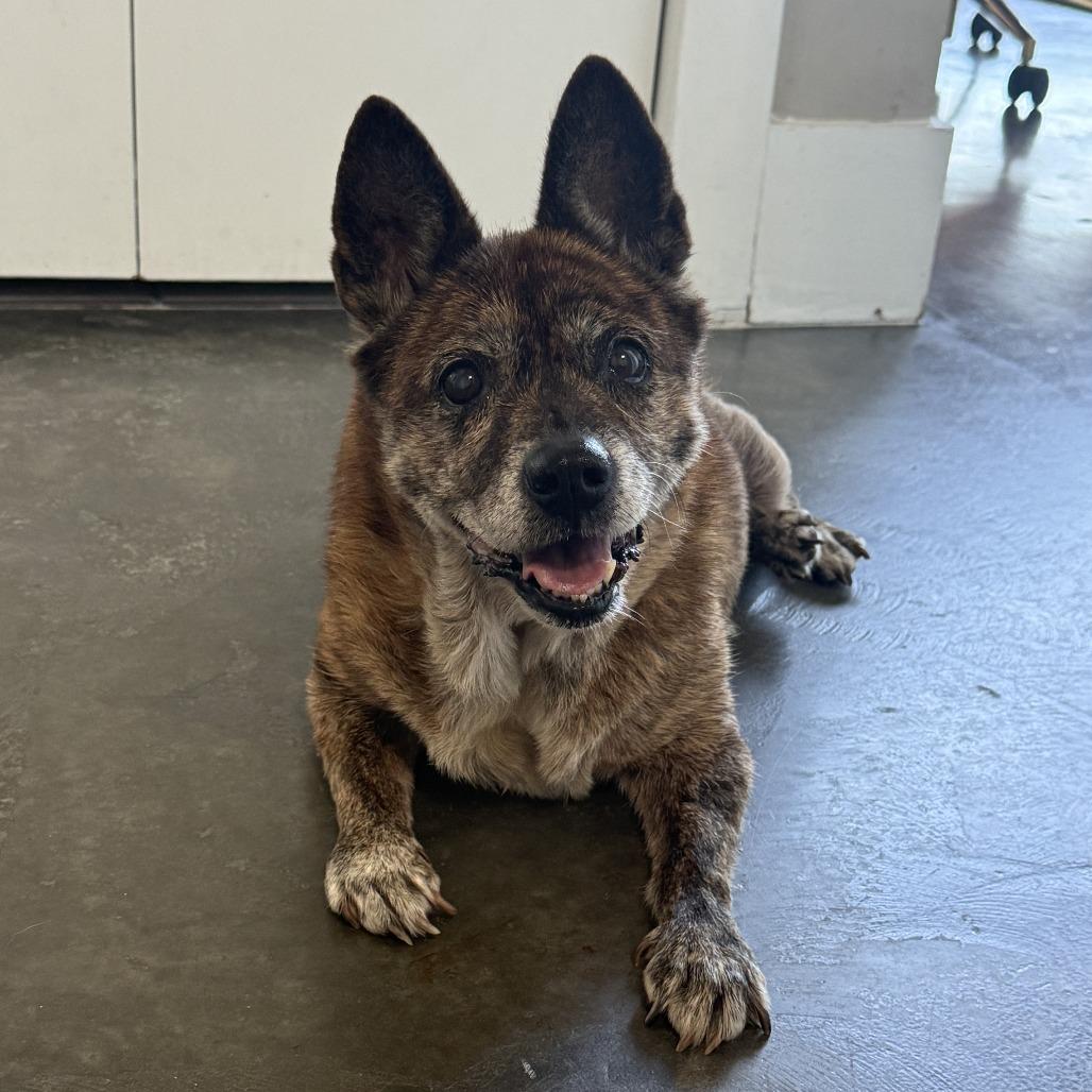 Enlarge Shelby, a Adoptable Mixed Breed in Durham, NC image 1/6