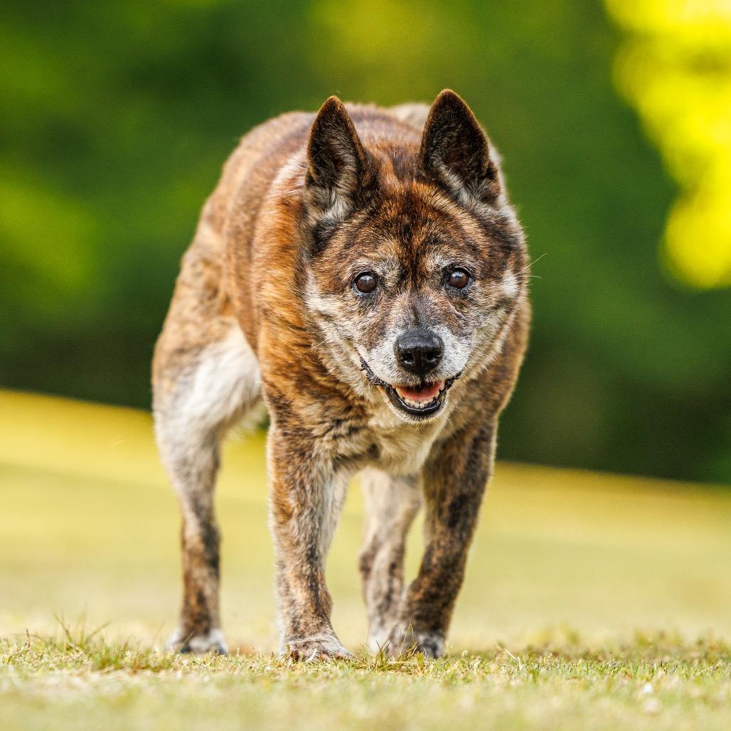 Enlarge Shelby, a Adoptable Mixed Breed in Durham, NC image 2/6