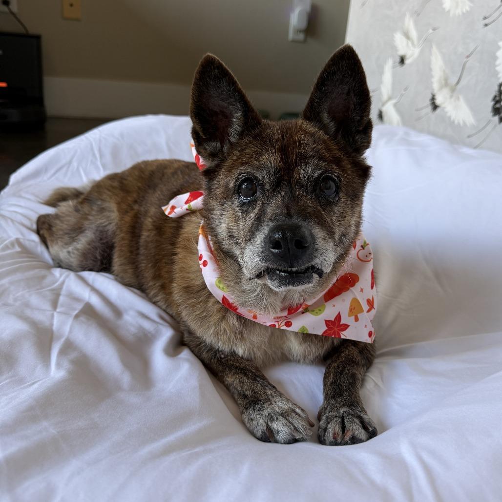 Enlarge Shelby, a Adoptable Mixed Breed in Durham, NC image 2/6