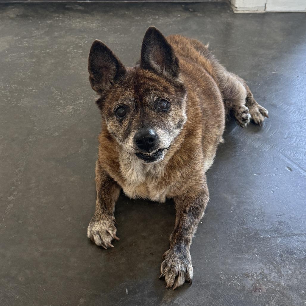 Enlarge Shelby, a Adoptable Mixed Breed in Durham, NC image 3/6