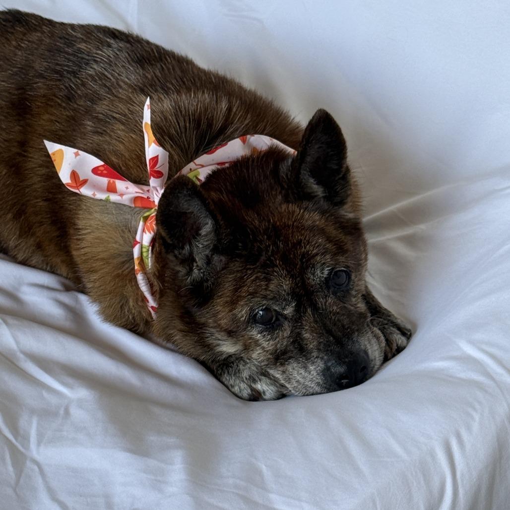 Enlarge Shelby, a Adoptable Mixed Breed in Durham, NC image 4/6