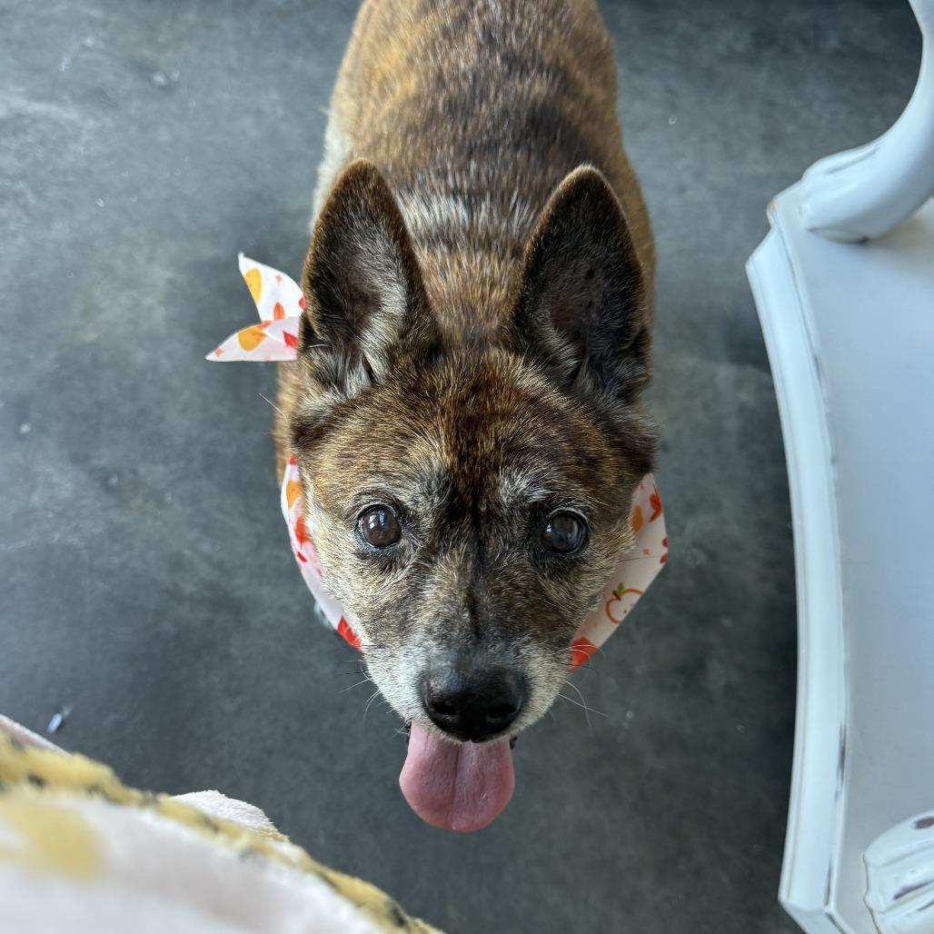 Enlarge Shelby, a Adoptable Mixed Breed in Durham, NC image 5/6