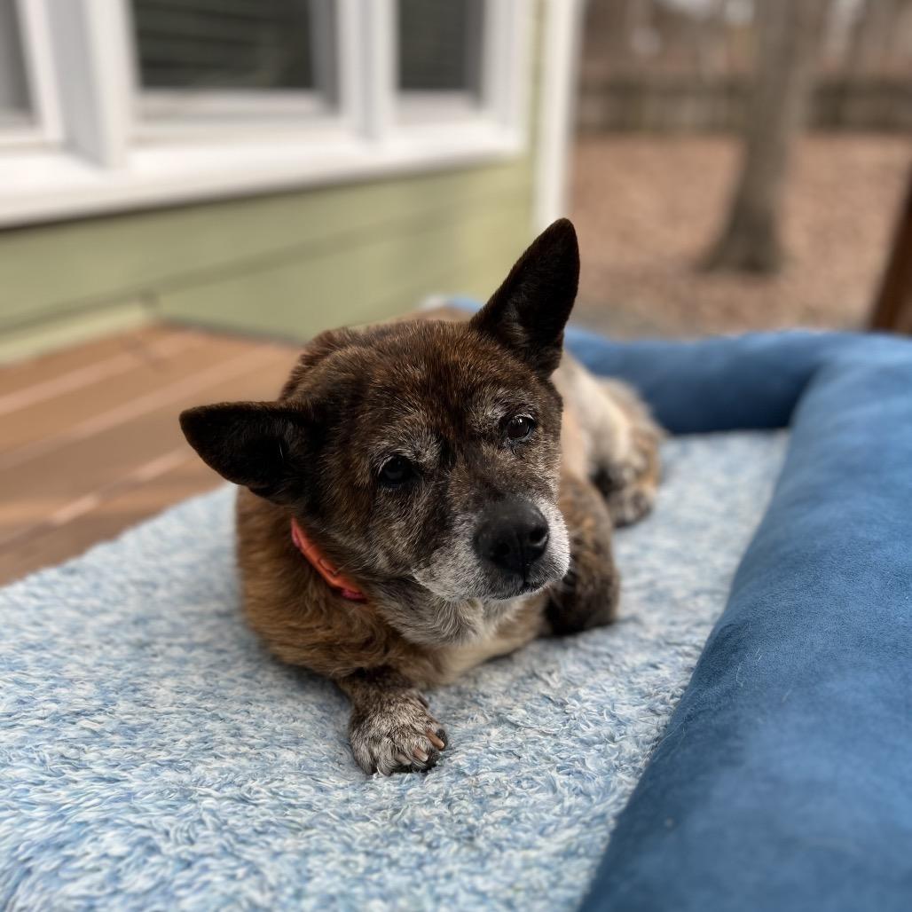 Enlarge Shelby, a Adoptable Mixed Breed in Durham, NC image 6/6