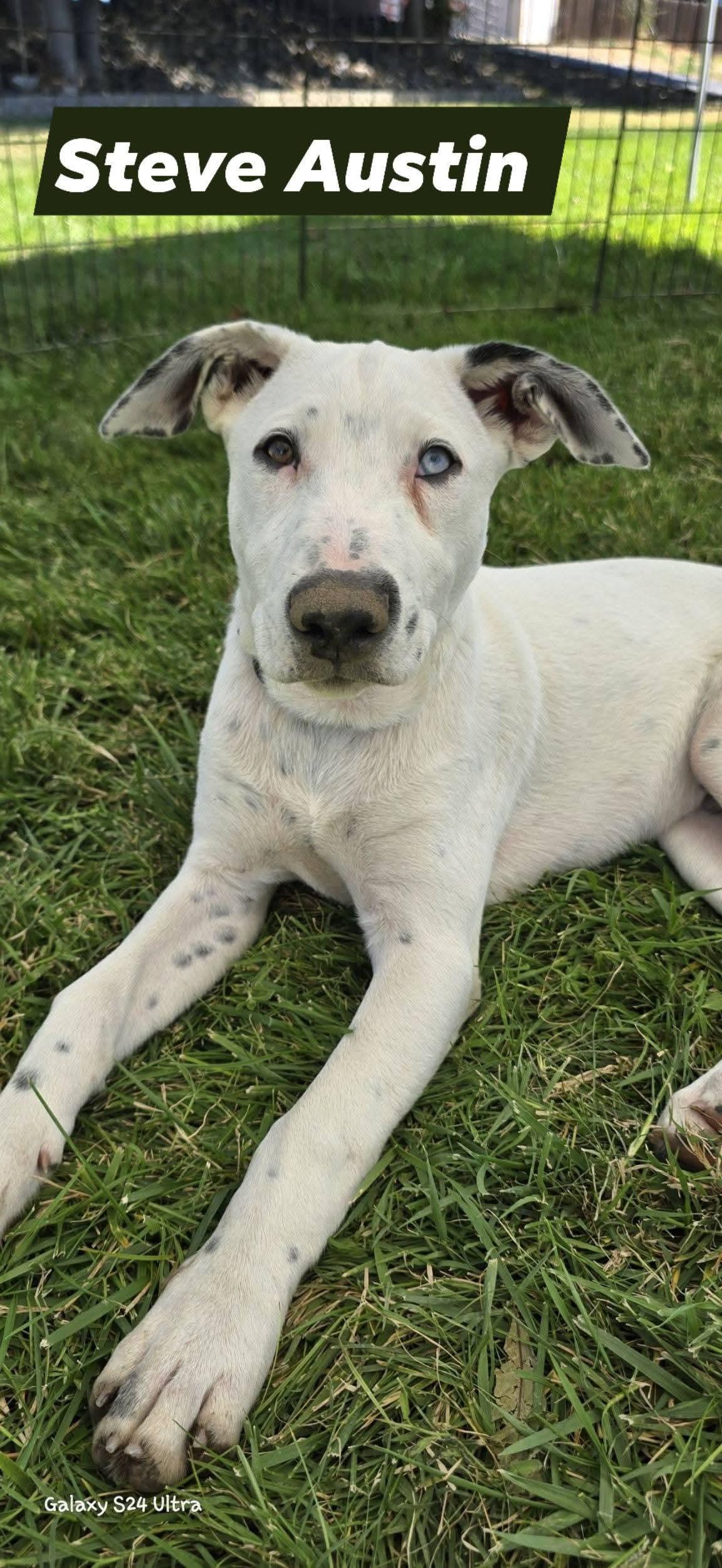 Enlarge Steve Austin, a Adoptable mixed breed in Woodland, CA image 1/4