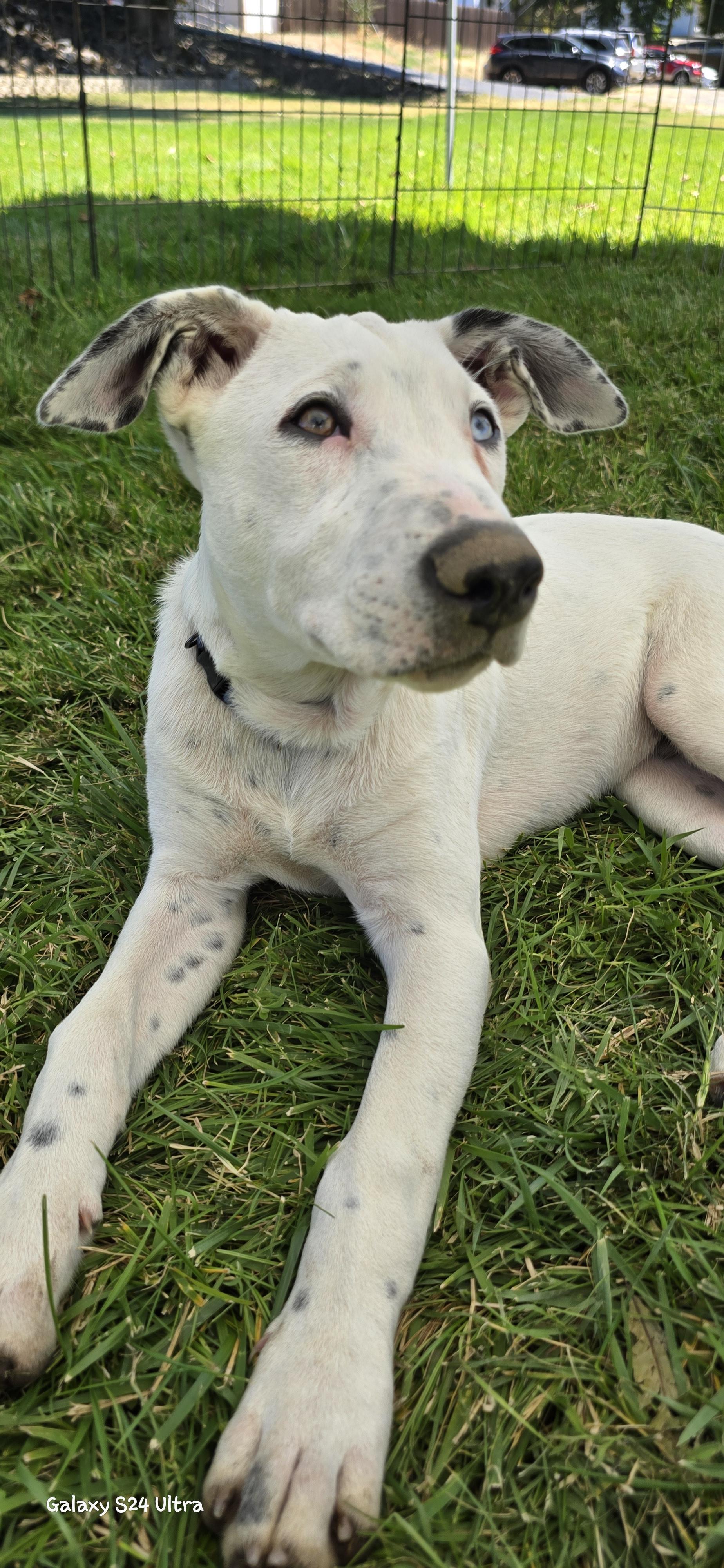 Enlarge Steve Austin, a Adoptable mixed breed in Woodland, CA image 4/4