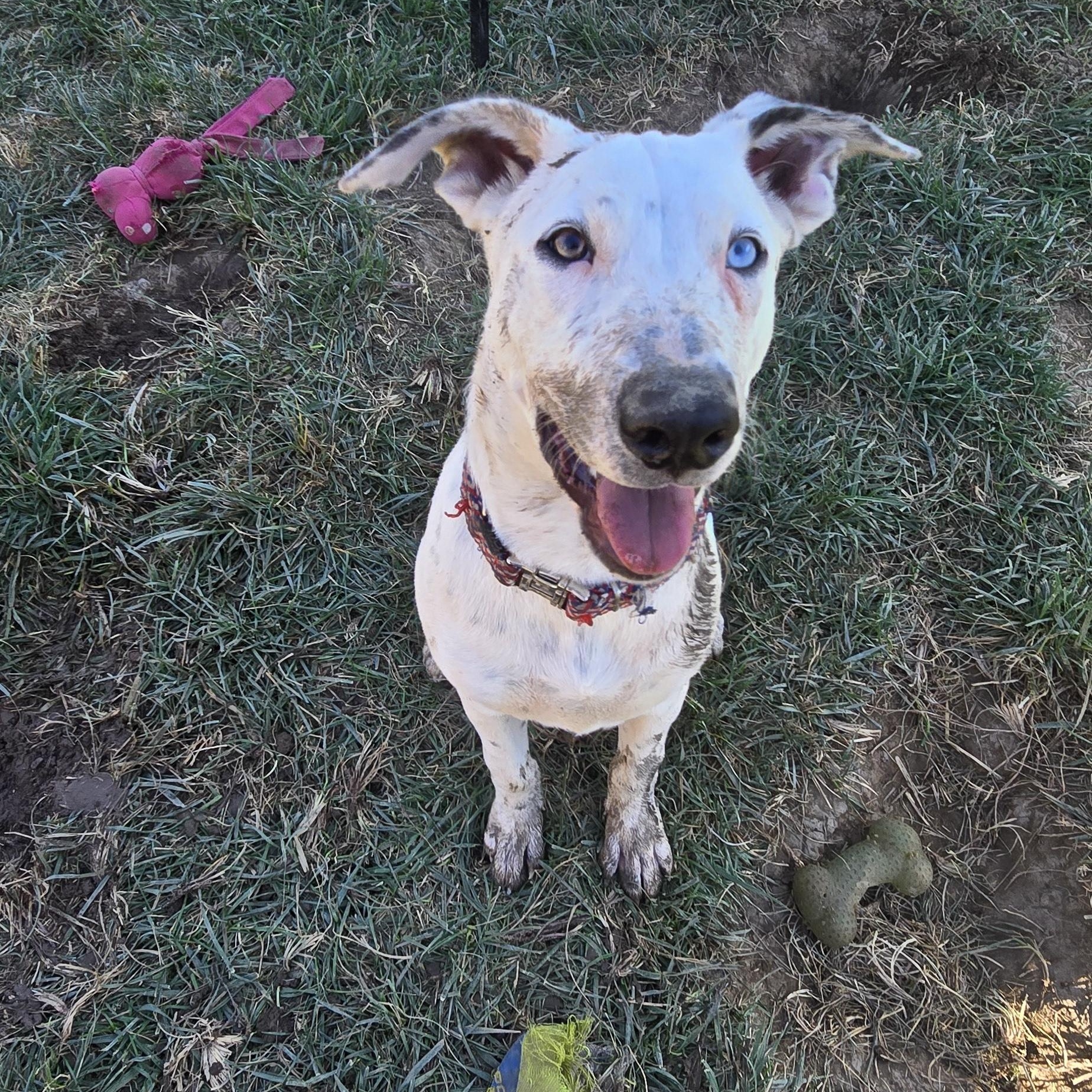 Enlarge Steve Austin, a Adoptable mixed breed in Woodland, CA image 5/5