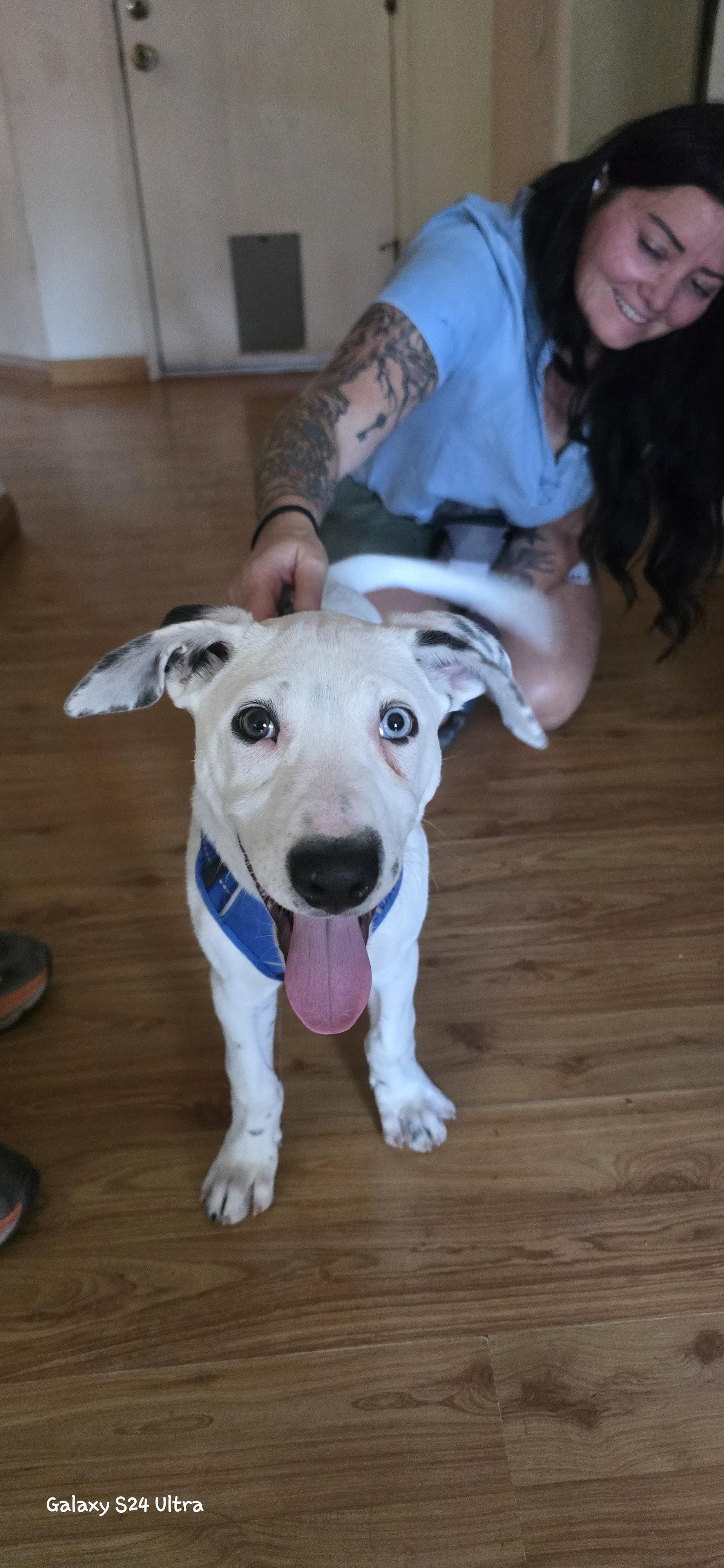 Steve Austin, a ADOPTABLE mixed breed in Woodland, CA image 3/4