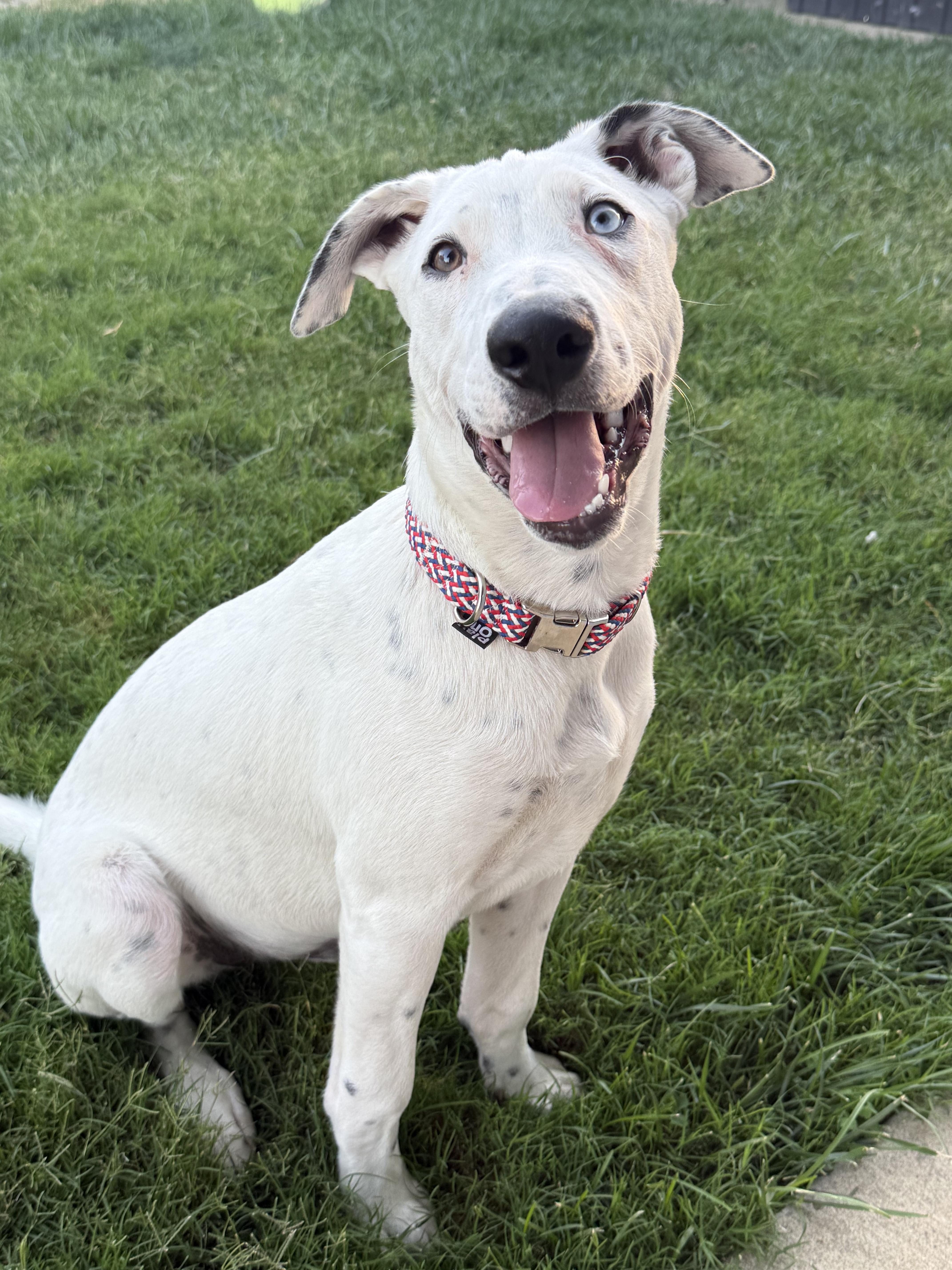 Enlarge Steve Austin, a Adoptable mixed breed in Woodland, CA image 1/5