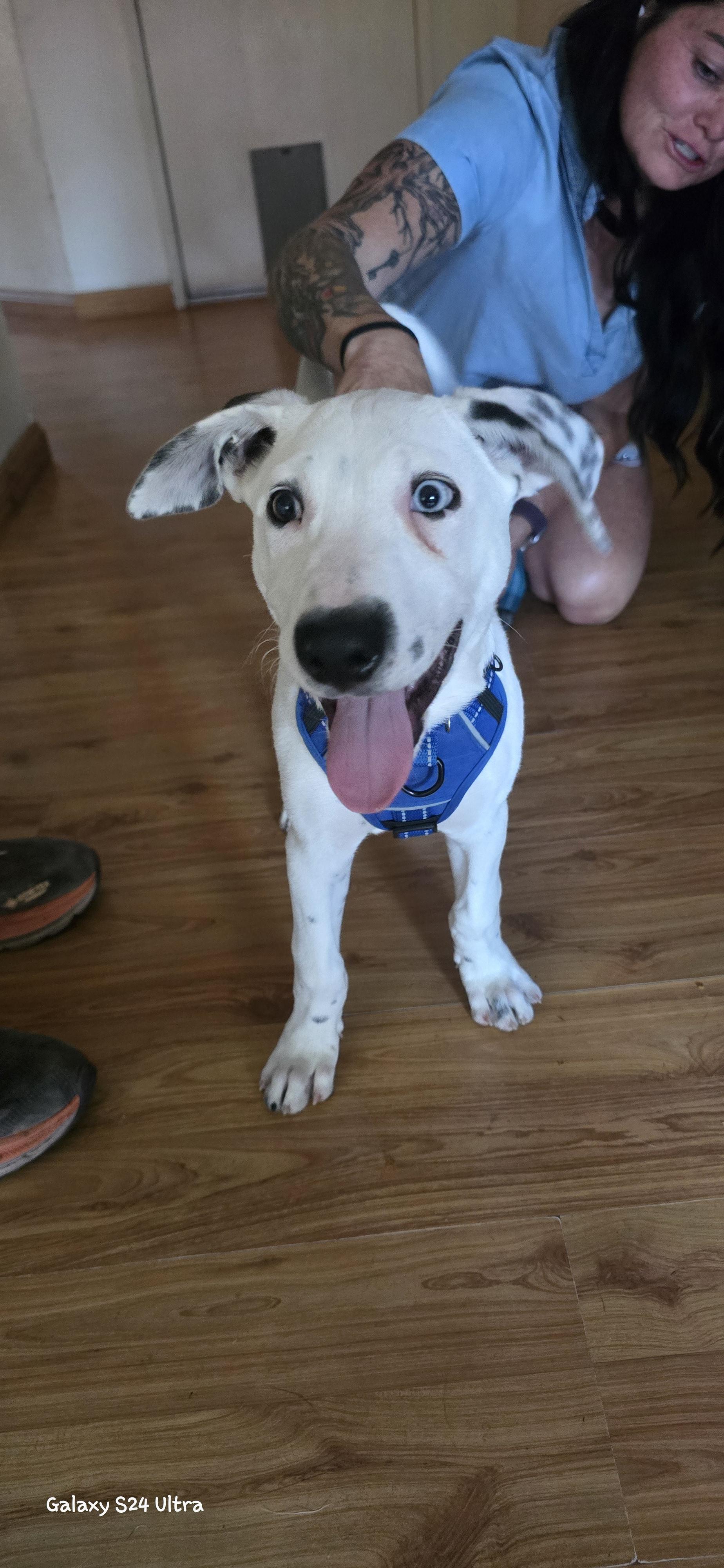 Steve Austin, a ADOPTABLE mixed breed in Woodland, CA image 4/4