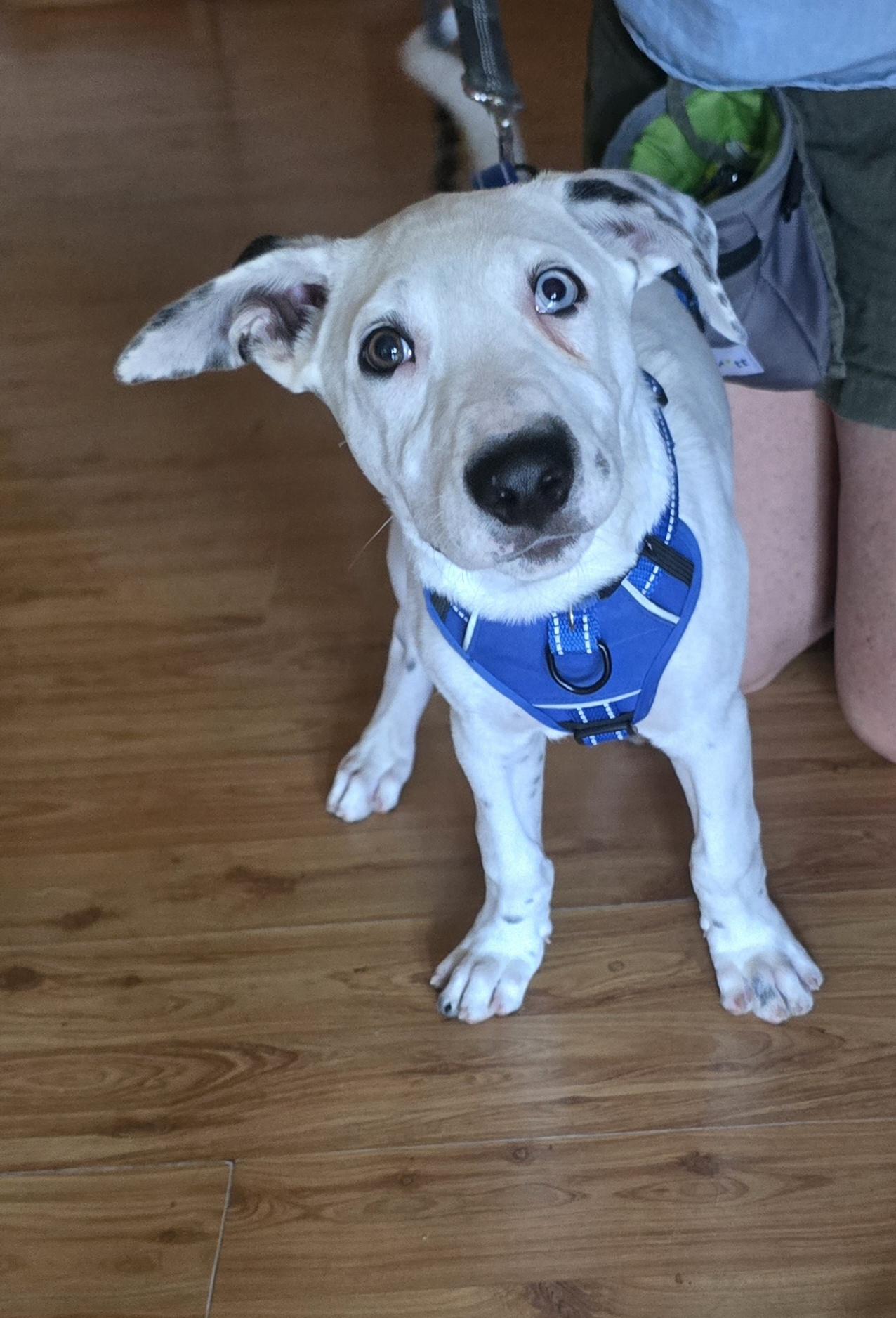 Steve Austin, ADOPTABLE, Puppy Male Pit Bull Terrier & German Shepherd Dog.