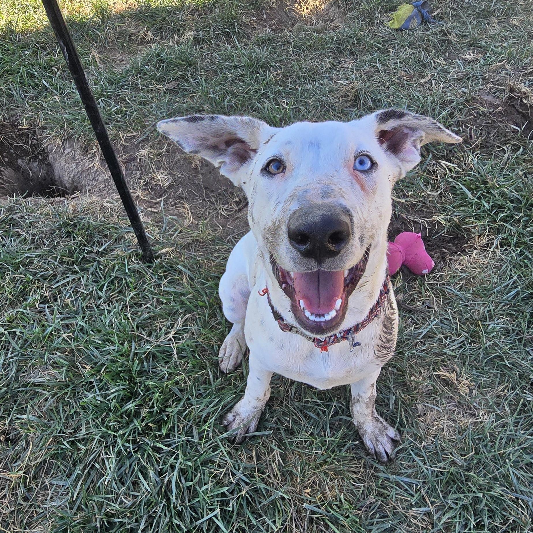 Enlarge Steve Austin, a Adoptable mixed breed in Woodland, CA image 4/5