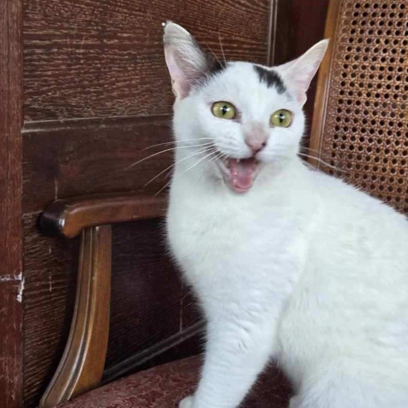 Enlarge Benson, a Adoptable Domestic Short Hair in Hamburg, NY image 1/3