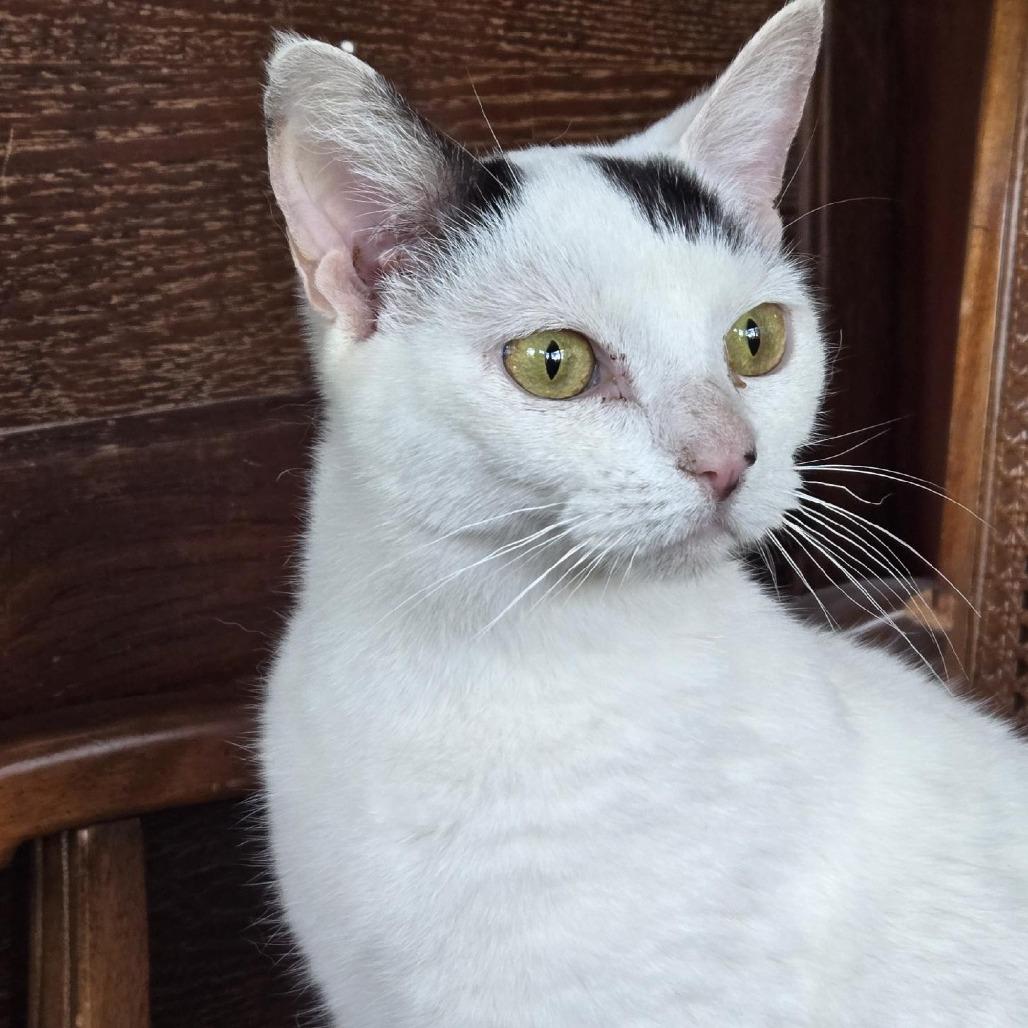 Enlarge Benson, a Adoptable Domestic Short Hair in Hamburg, NY image 2/3