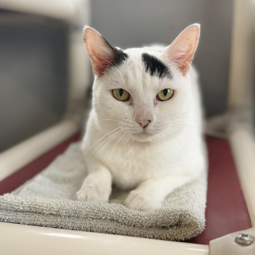 Enlarge Benson, a Adoptable Domestic Short Hair in Hamburg, NY image 3/3