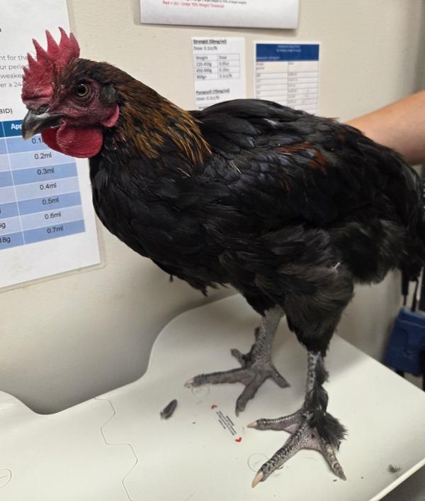 Enlarge Peepaw, a Adoptable mixed breed in El Cajon, CA image 1/1