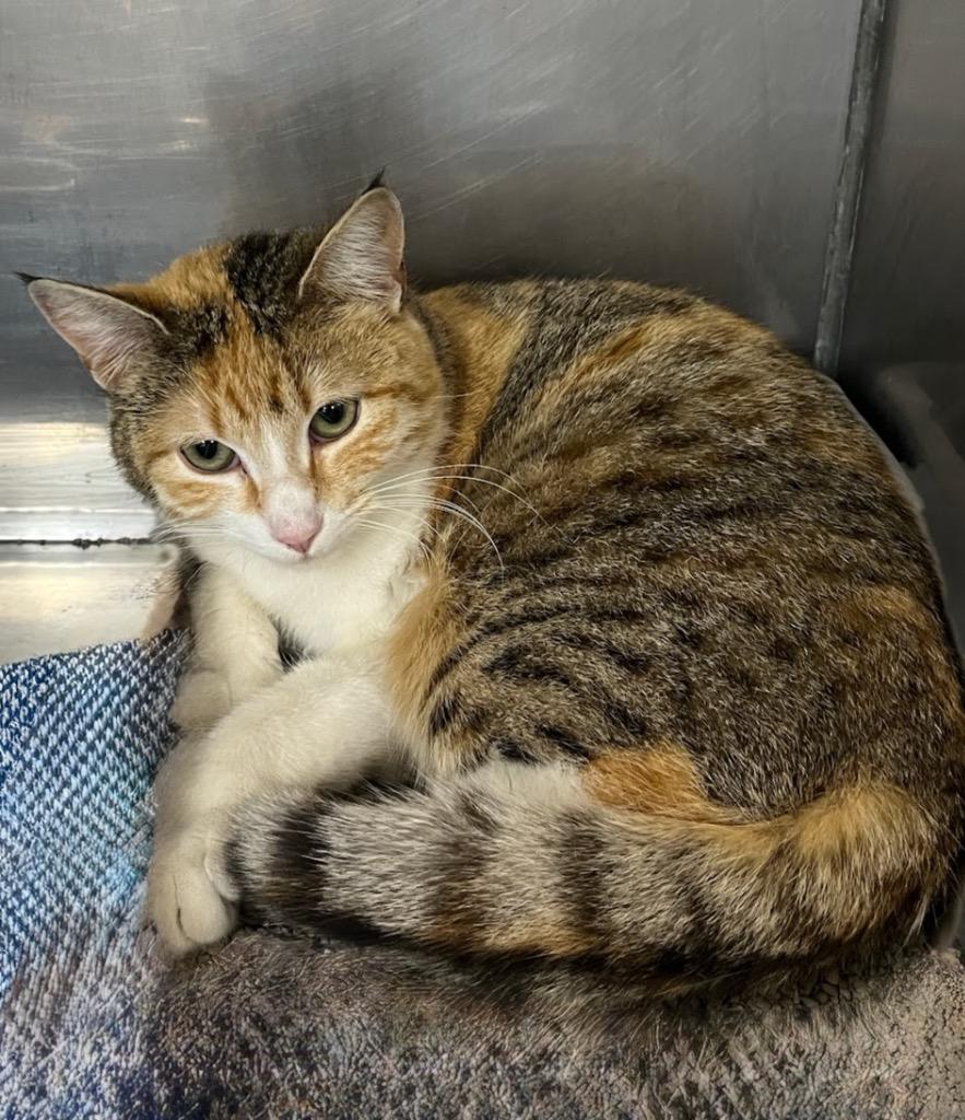 Roxy, Adoptable, Kitten Female Domestic Short Hair.