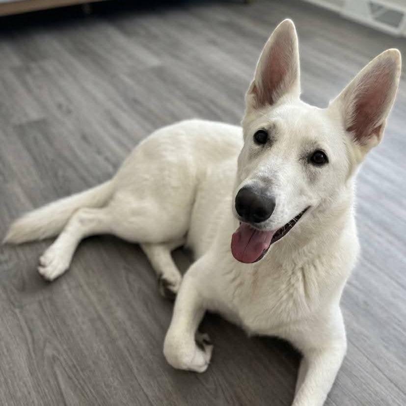 Pearl — thumbnail 3