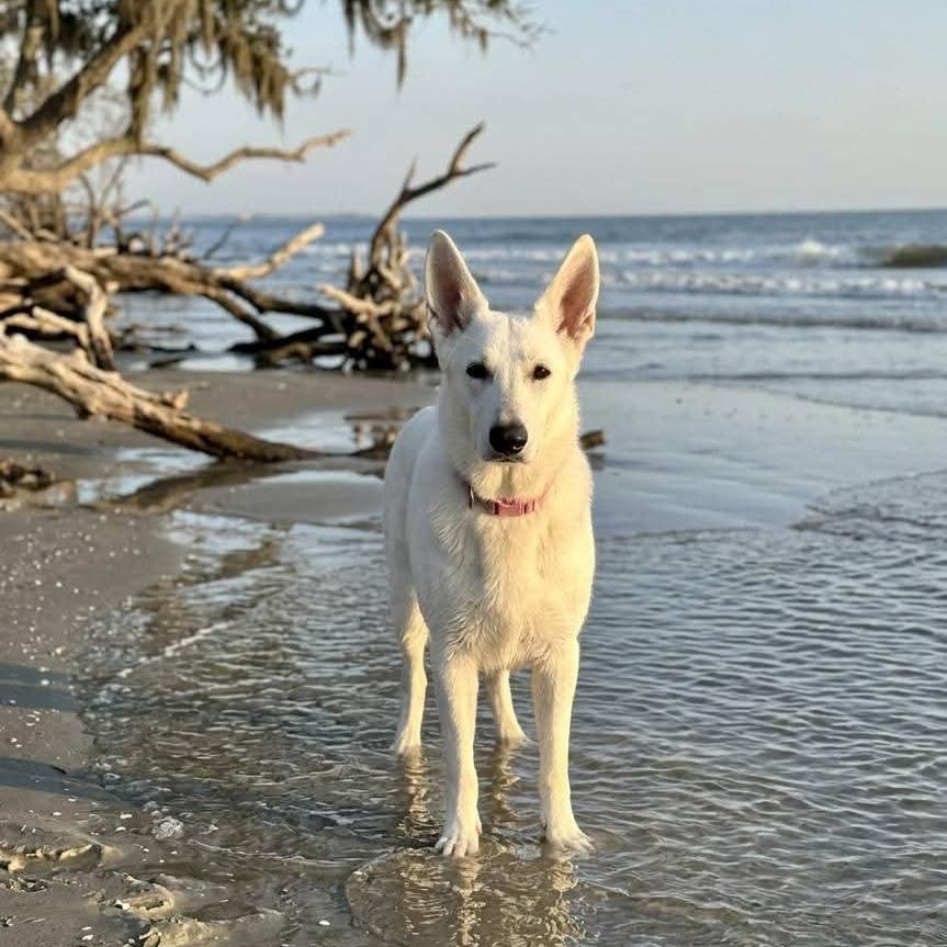 Pearl — thumbnail 5