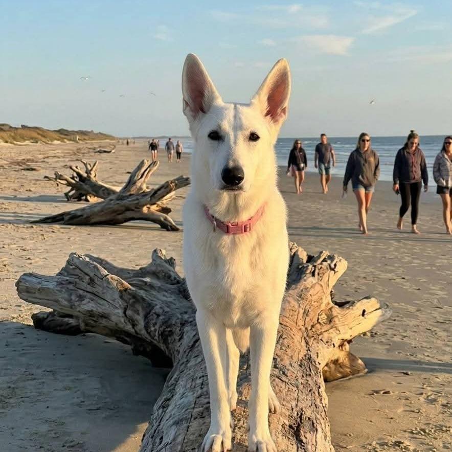 Pearl — thumbnail 6