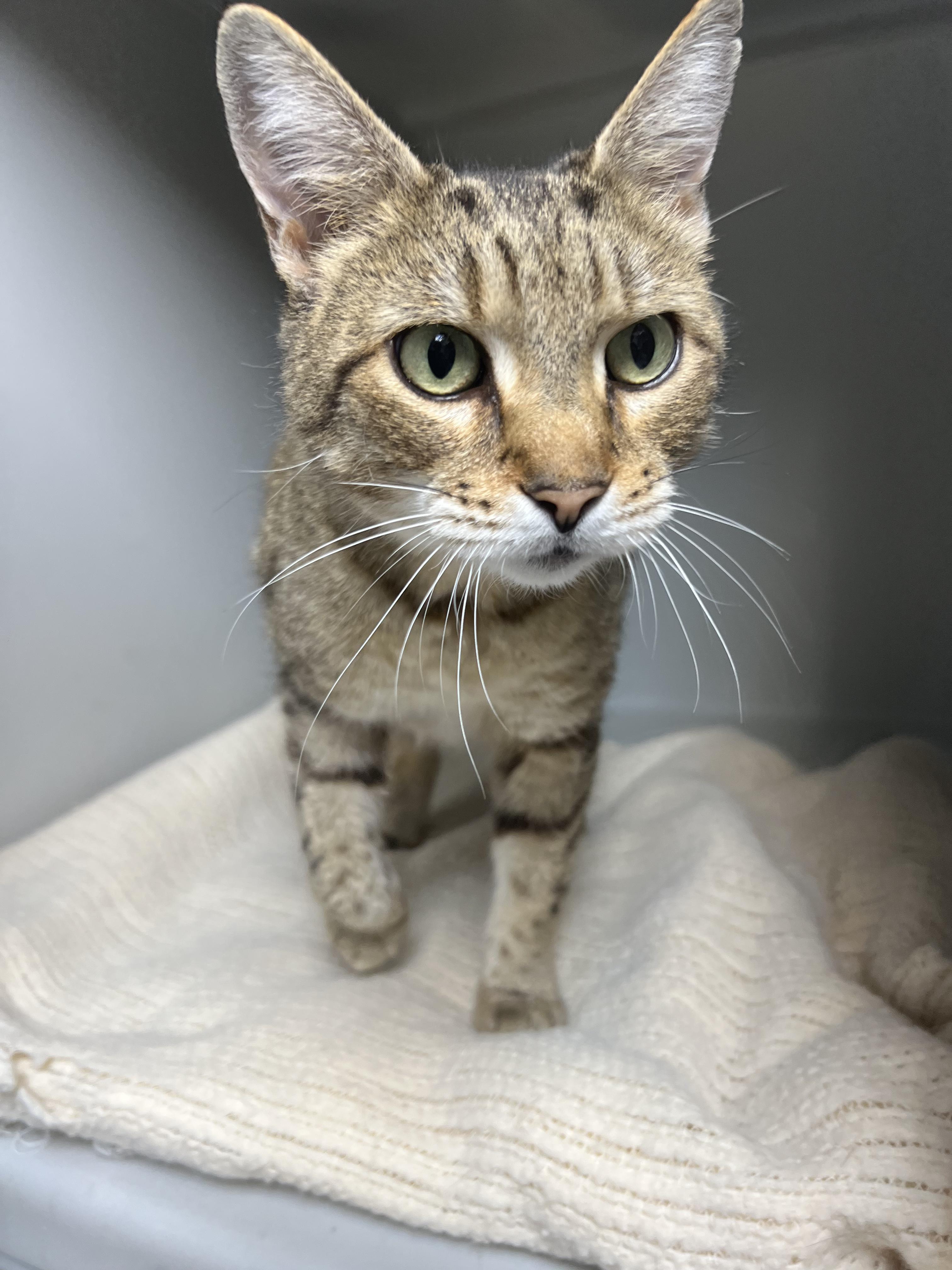 Enlarge Hazel, a ADOPTABLE Domestic Short Hair in Gaithersburg, MD image 2/4