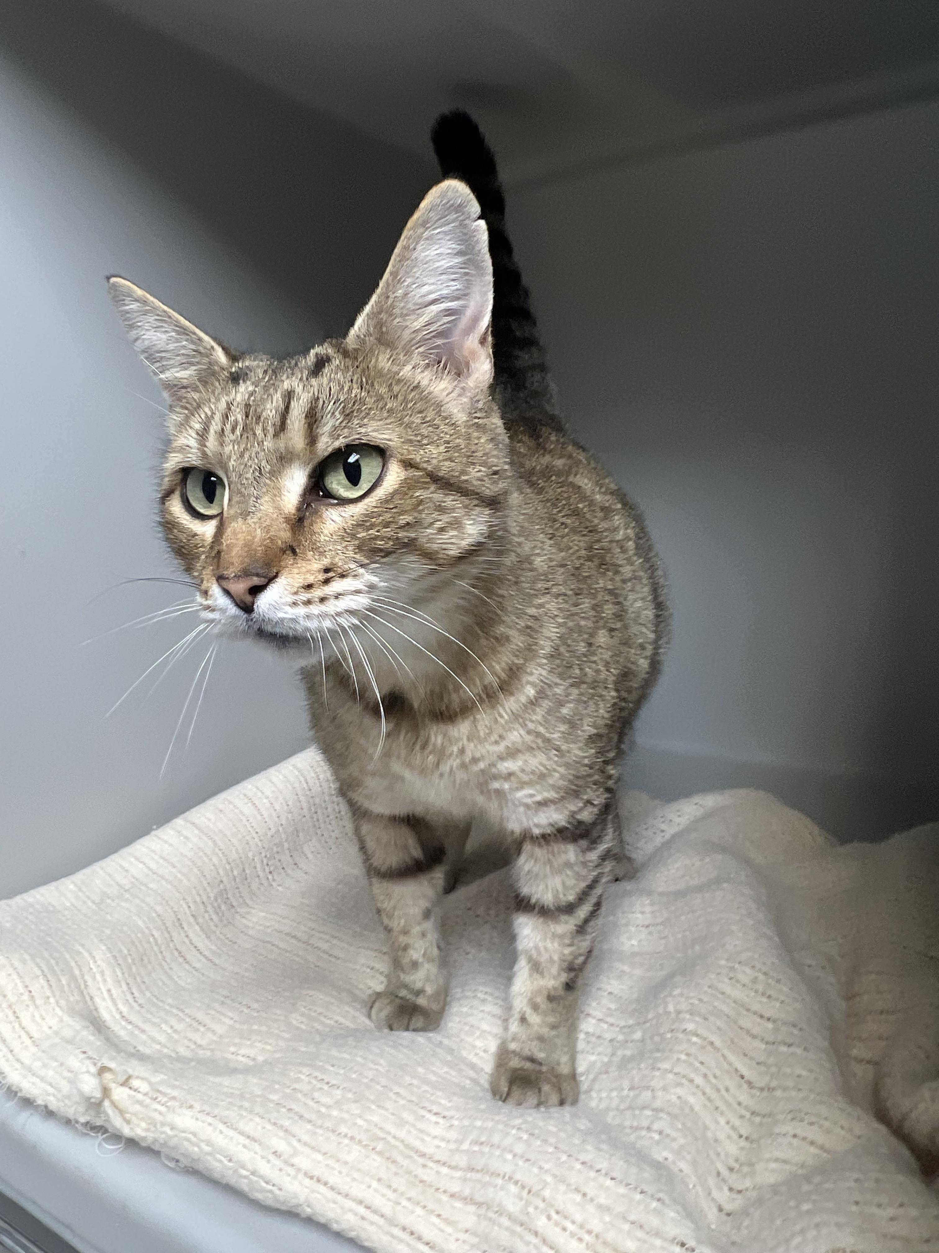 Hazel, ADOPTABLE, Adult Female Domestic Short Hair.