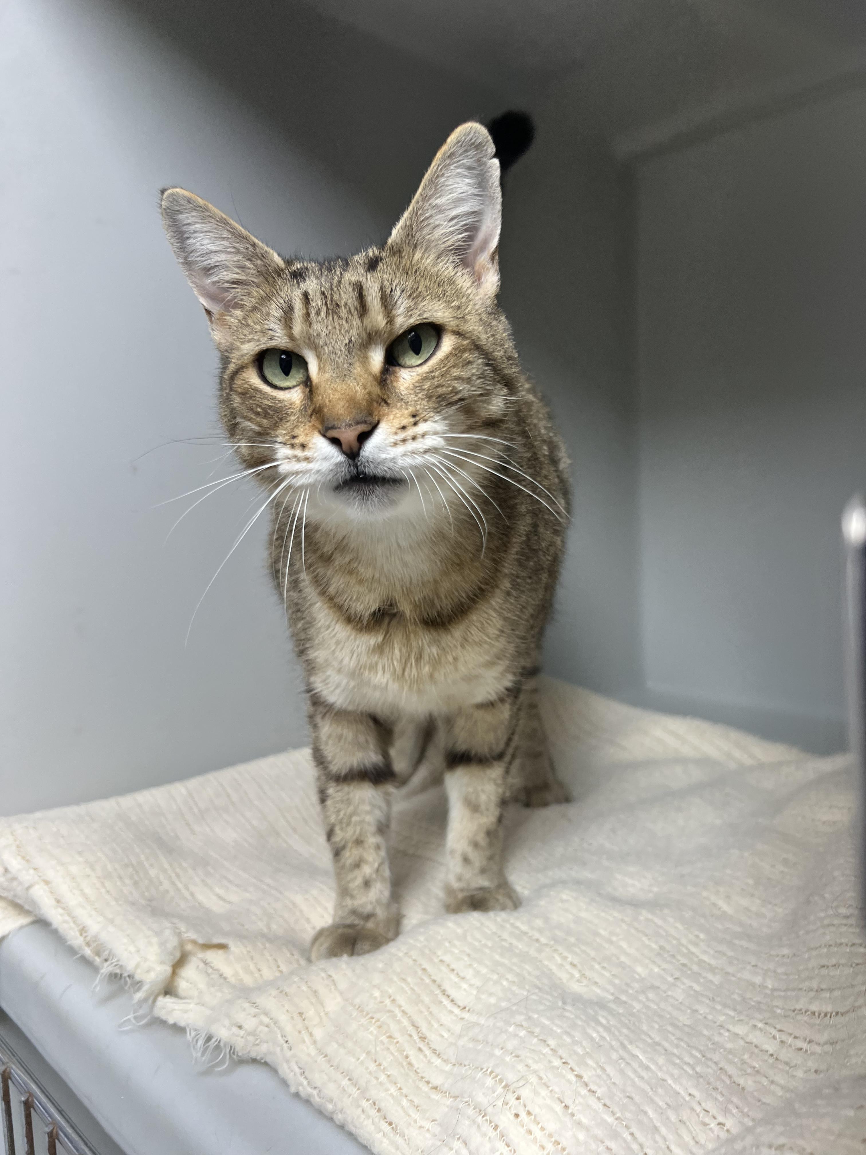 Enlarge Hazel, a ADOPTABLE Domestic Short Hair in Gaithersburg, MD image 4/4