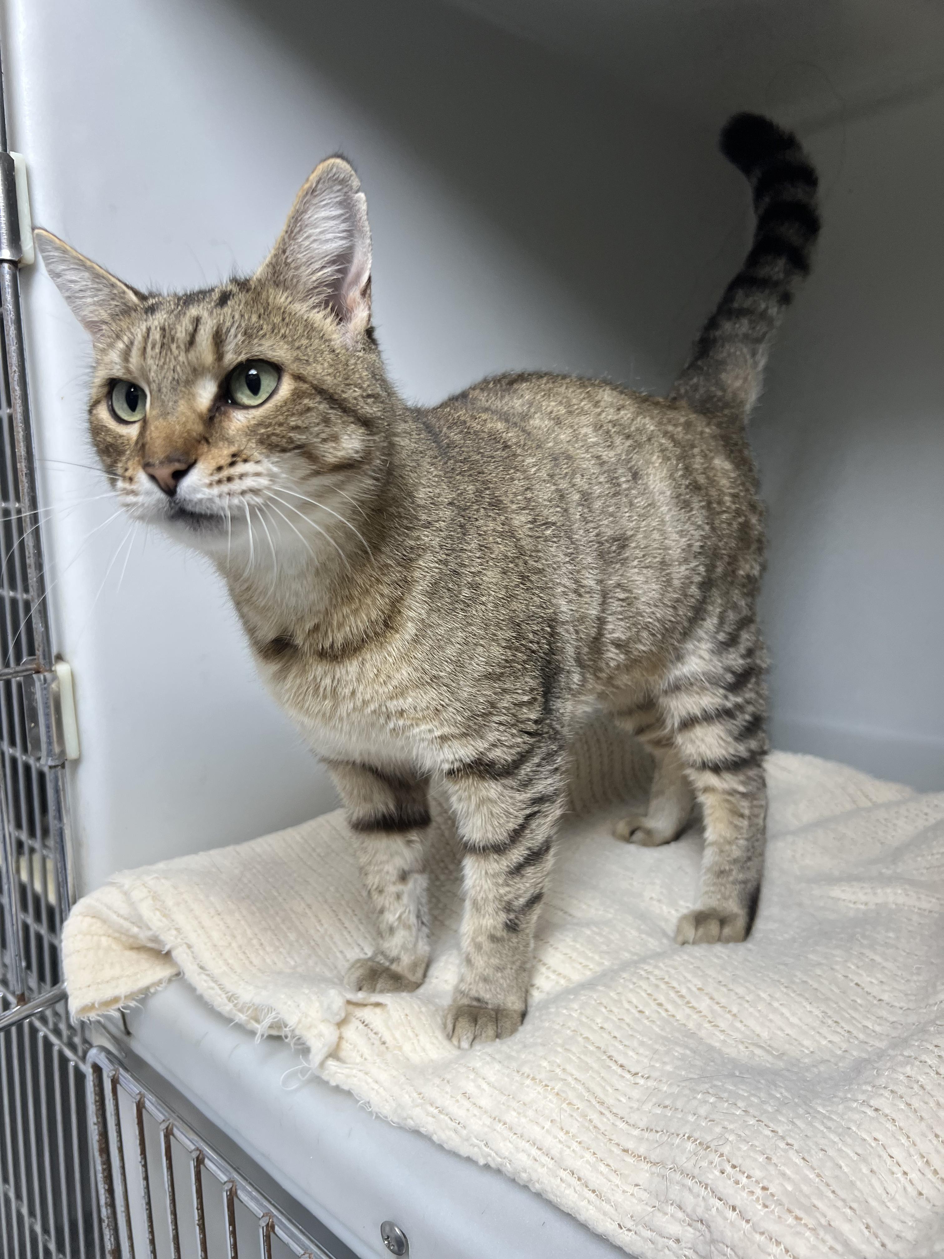 Enlarge Hazel, a ADOPTABLE Domestic Short Hair in Gaithersburg, MD image 3/4