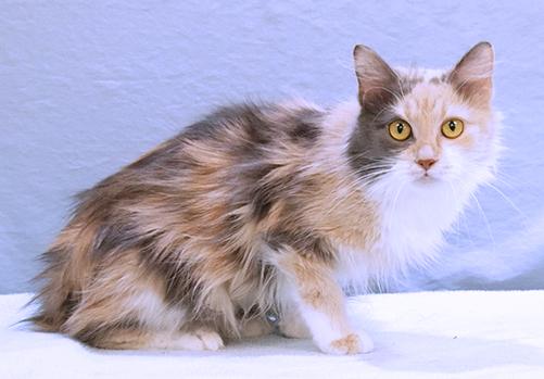 Delilah, an adopted mixed breed in Maynardville, TN image 2/6
