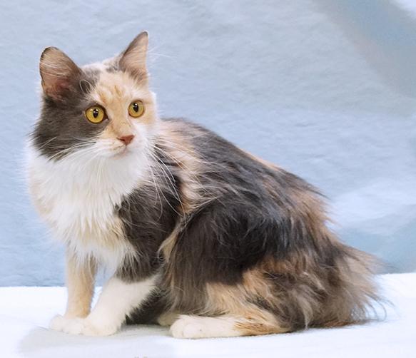 Delilah, an adopted mixed breed in Maynardville, TN image 5/6