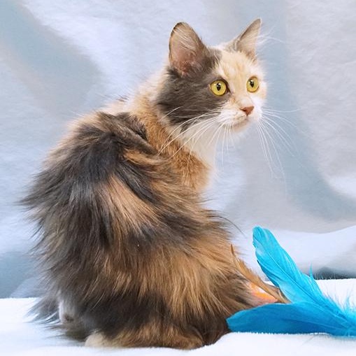 Delilah, adopted, Young Female Dilute Calico.