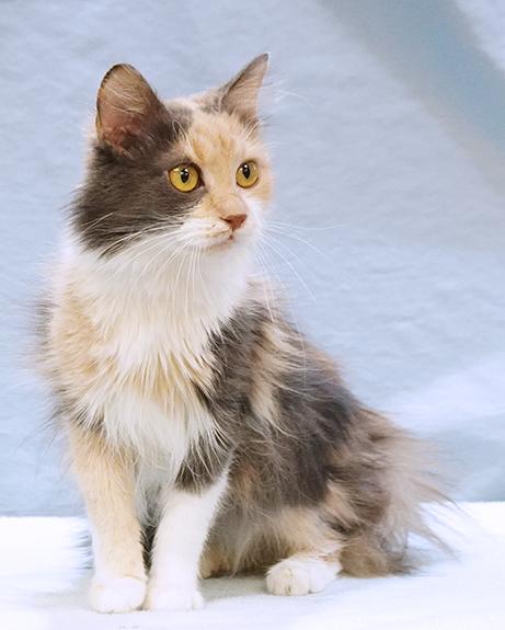 Delilah, an adopted mixed breed in Maynardville, TN image 4/6