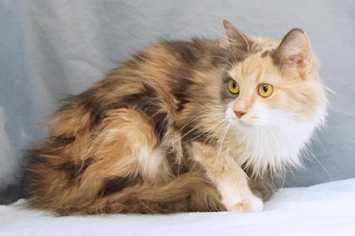 Delilah, an adopted mixed breed in Maynardville, TN image 6/6