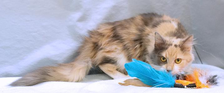 Delilah, an adopted mixed breed in Maynardville, TN image 3/6