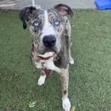 Enlarge Soldier, a Adopted mixed breed in Hilliard, OH image 1/2