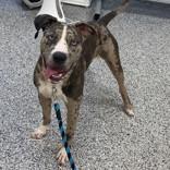 Enlarge Soldier, a Adopted mixed breed in Hilliard, OH image 2/2