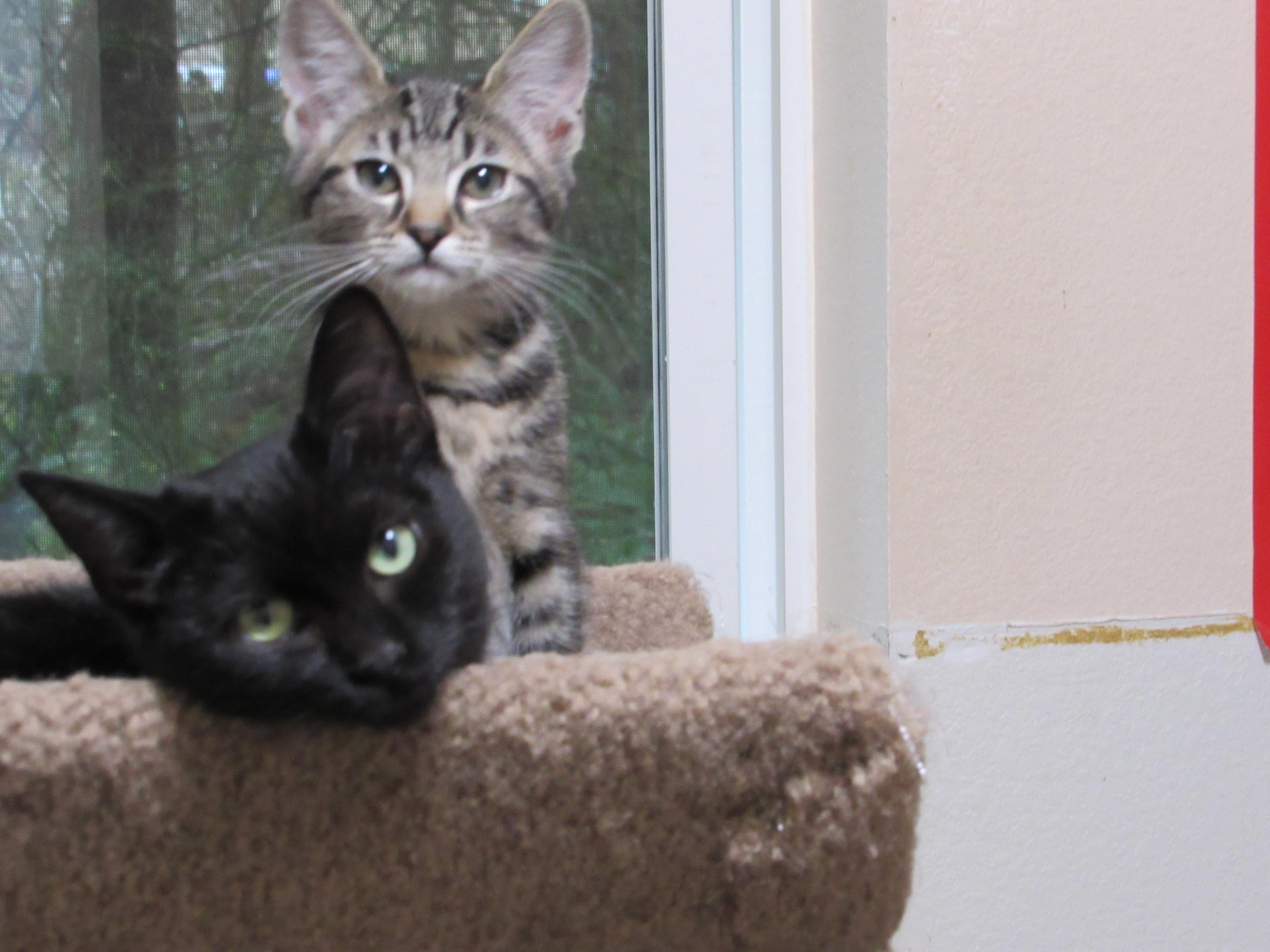 Enlarge INDIE, a Adoptable Domestic Short Hair in Puyallup, WA image 2/4