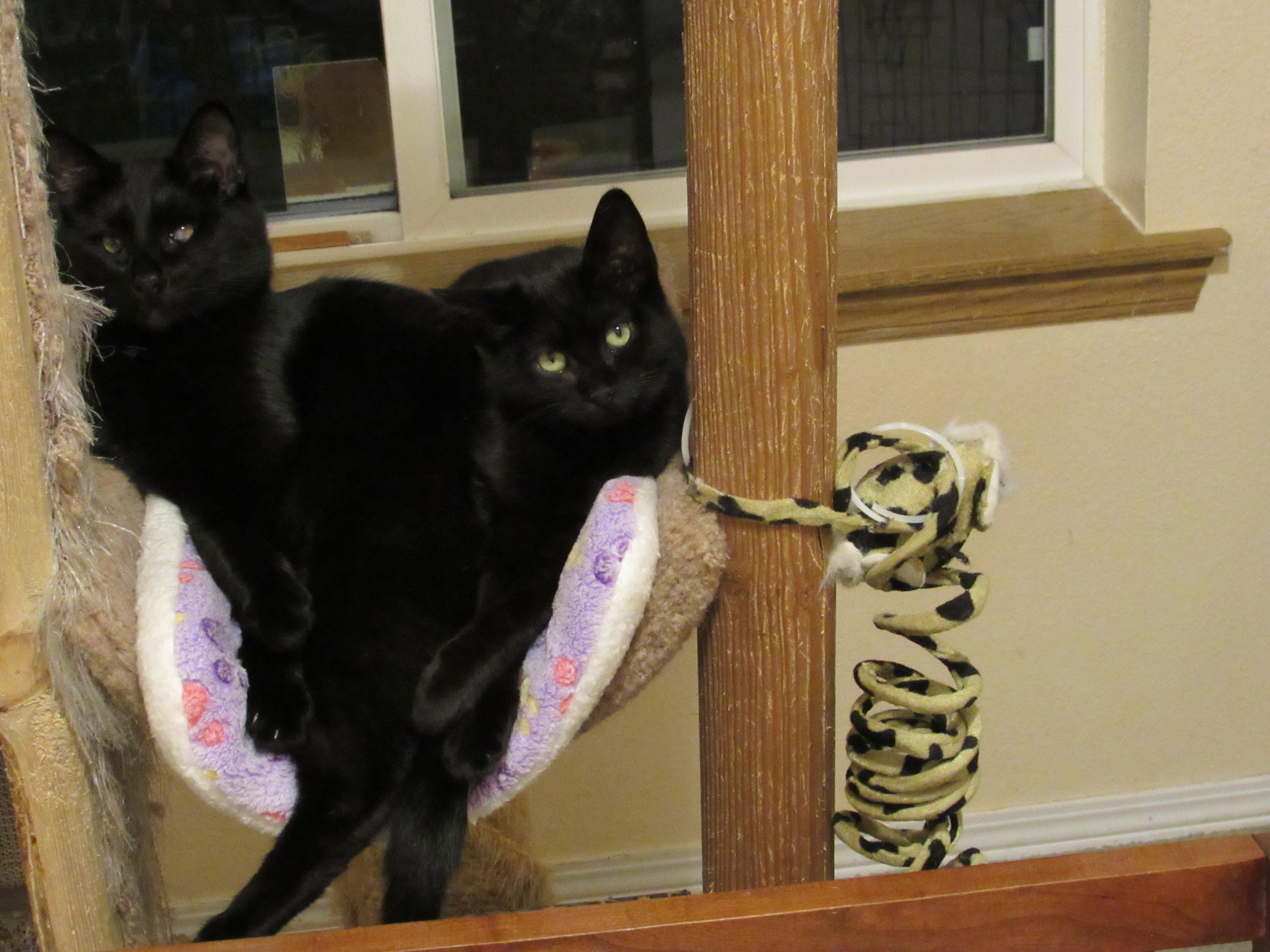 INDIE, Adoptable, Kitten Female Domestic Short Hair.