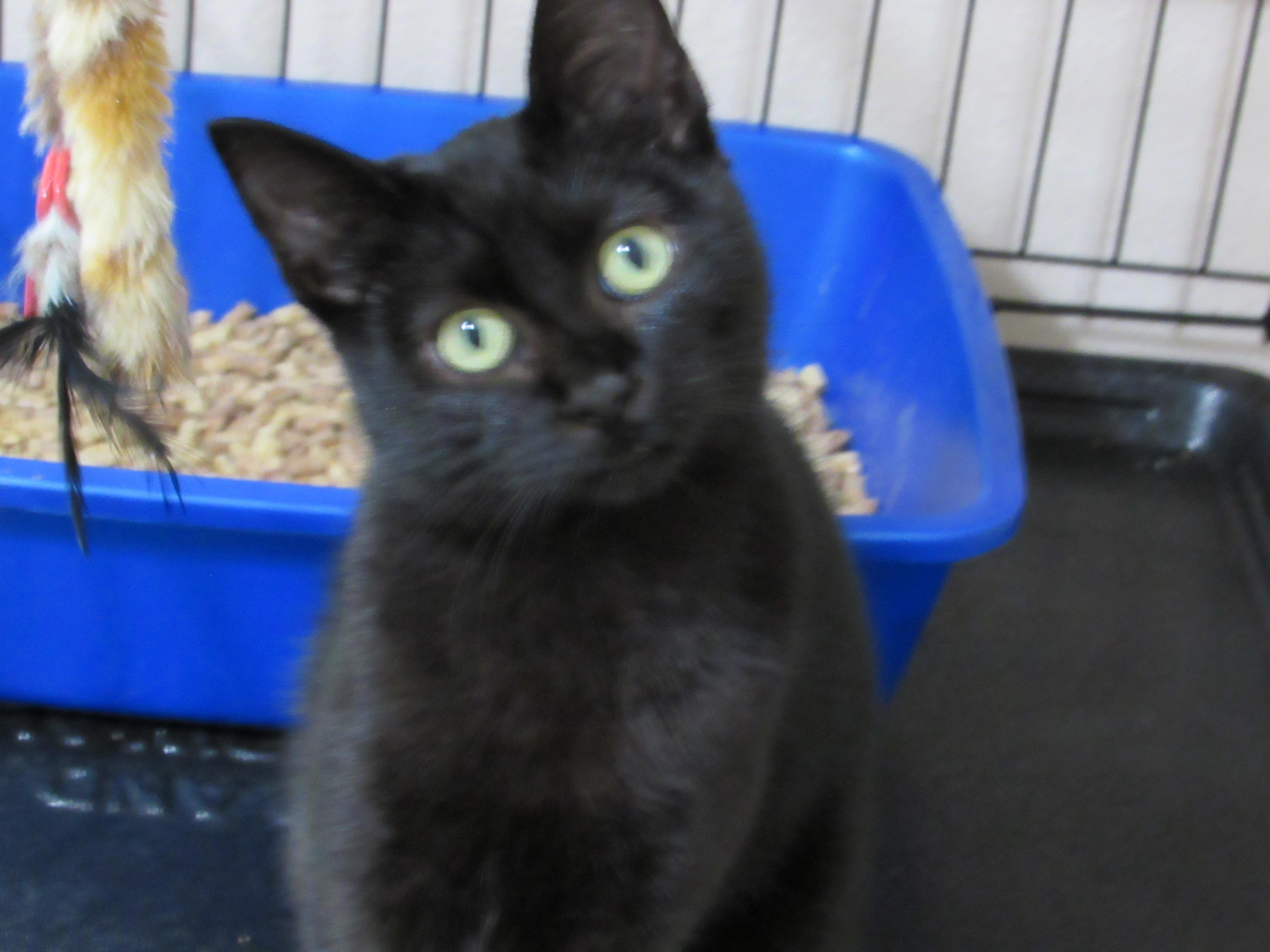 Enlarge INDIE, a Adoptable Domestic Short Hair in Puyallup, WA image 3/4