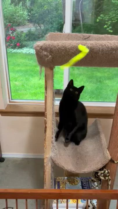 Enlarge INDIE, a Adoptable Domestic Short Hair in Puyallup, WA video 4/4
