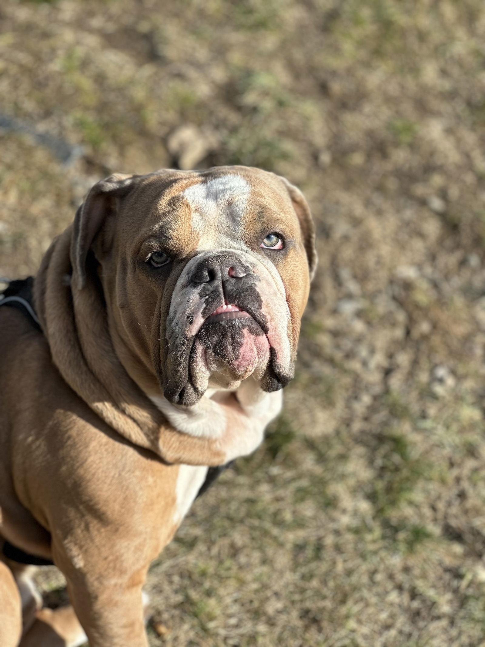 Bruiser, Adoptable, Young Male American Bulldog.