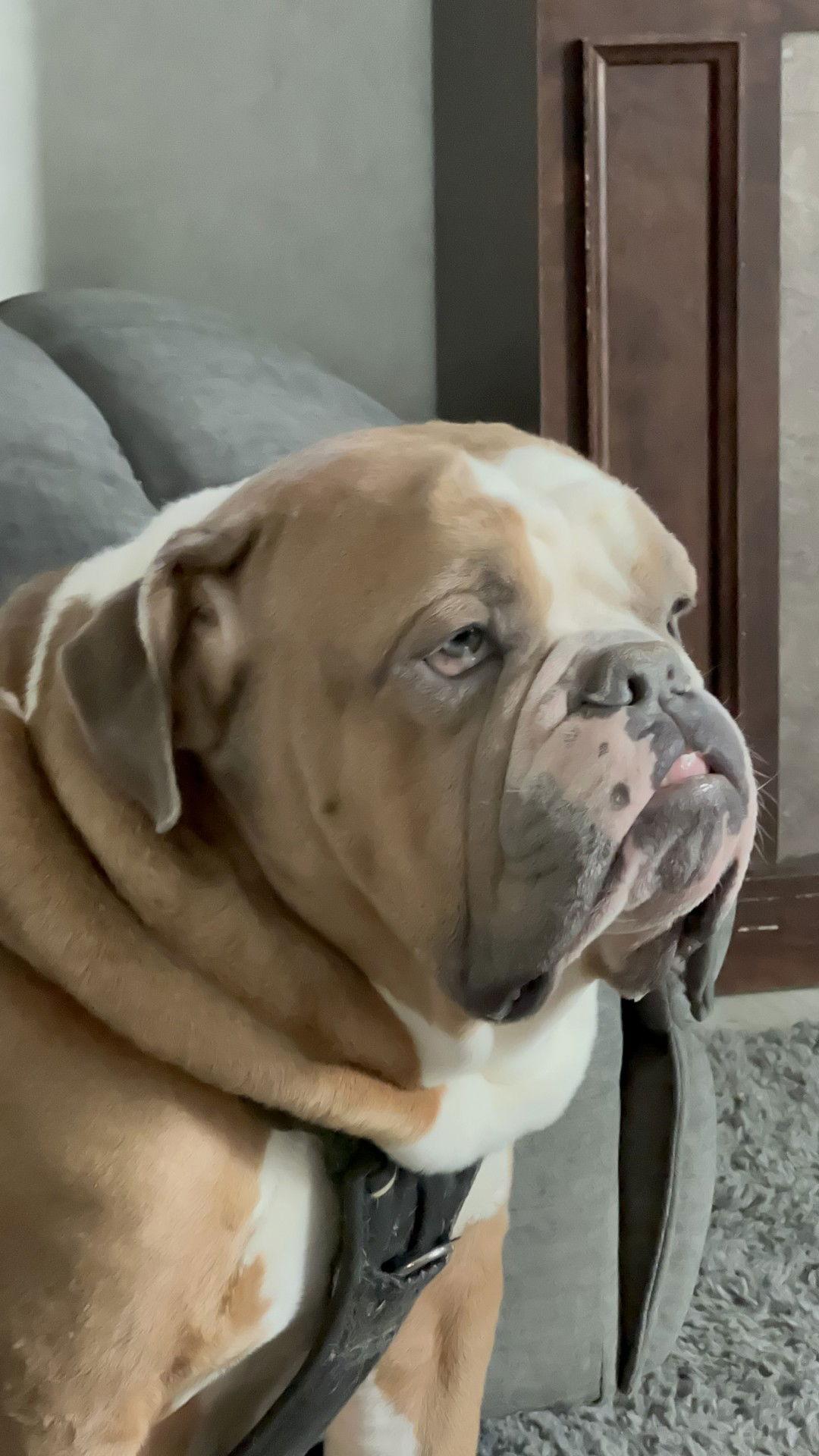 Bruiser, a Adoptable American Bulldog in New Hope, PA image 2/3