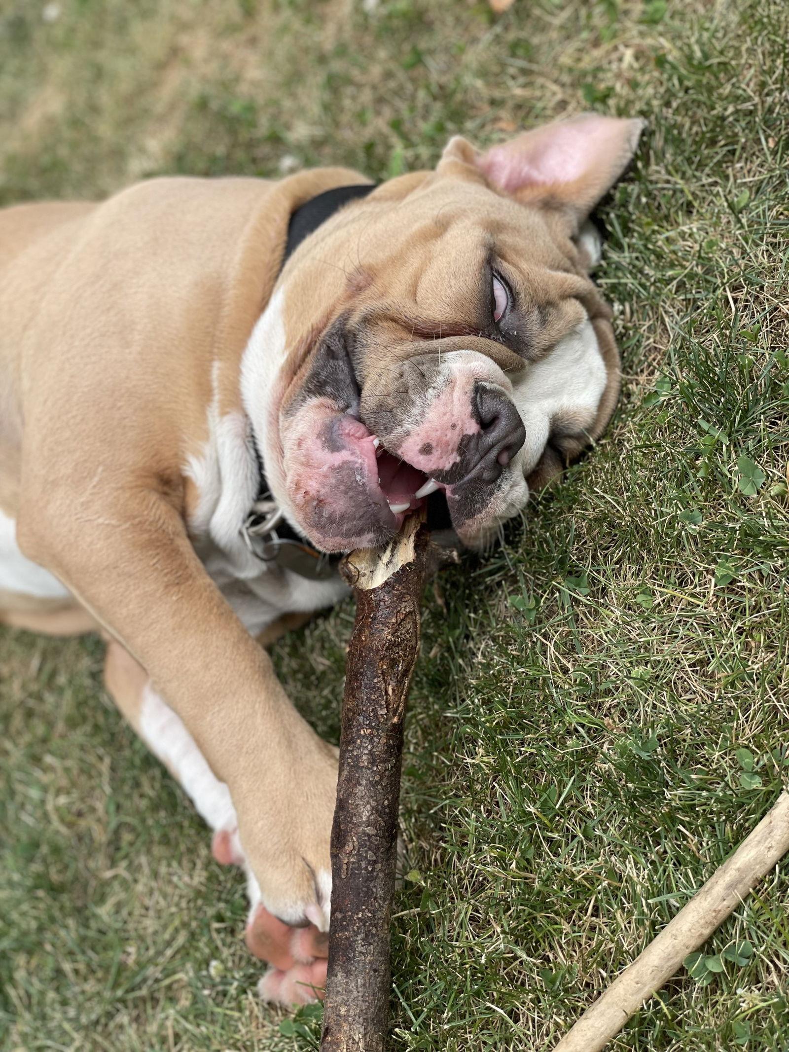 Bruiser, a Adoptable American Bulldog in New Hope, PA image 3/3