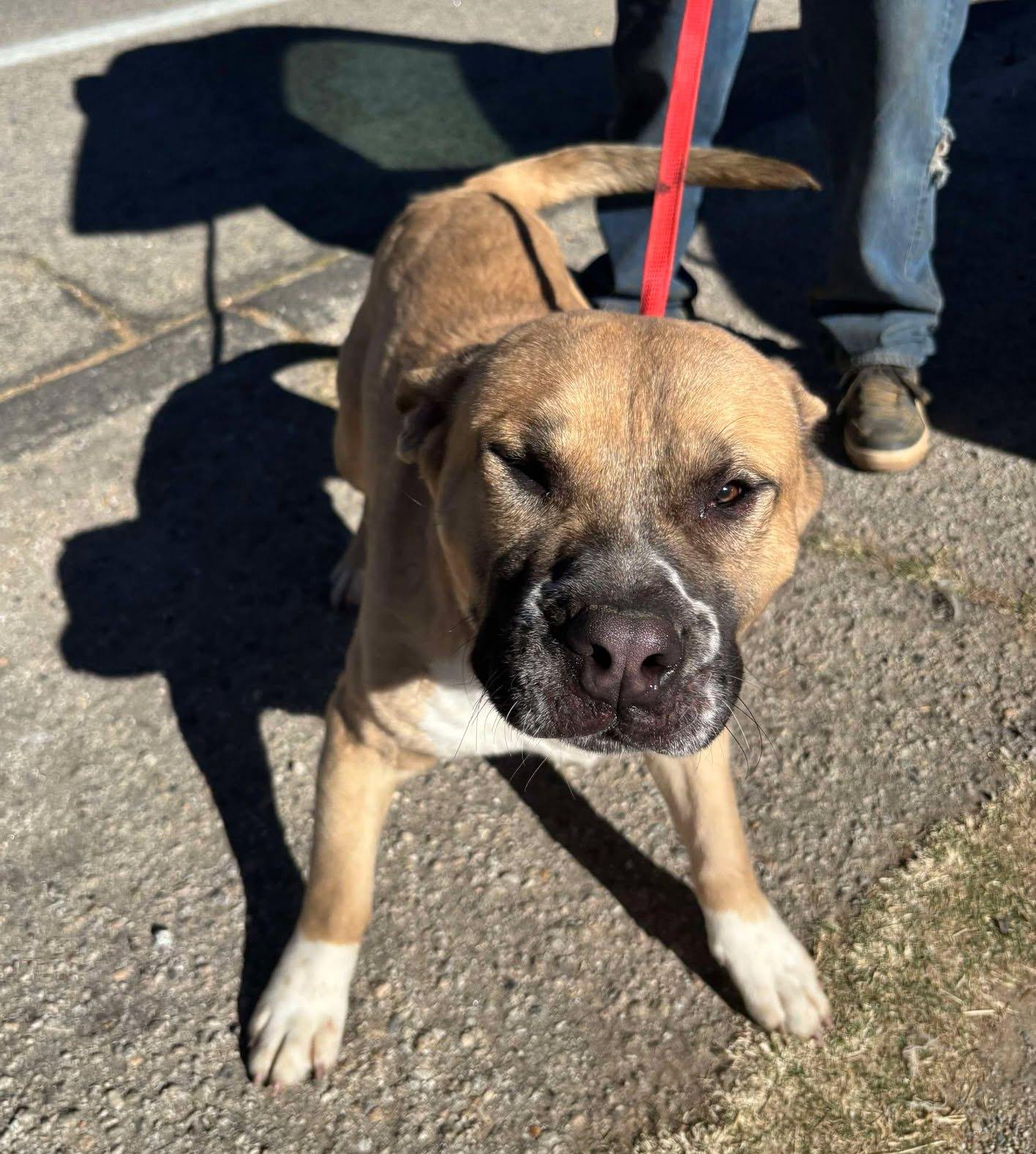 Billy, a Adoptable mixed breed in Duluth, MN image 2/6