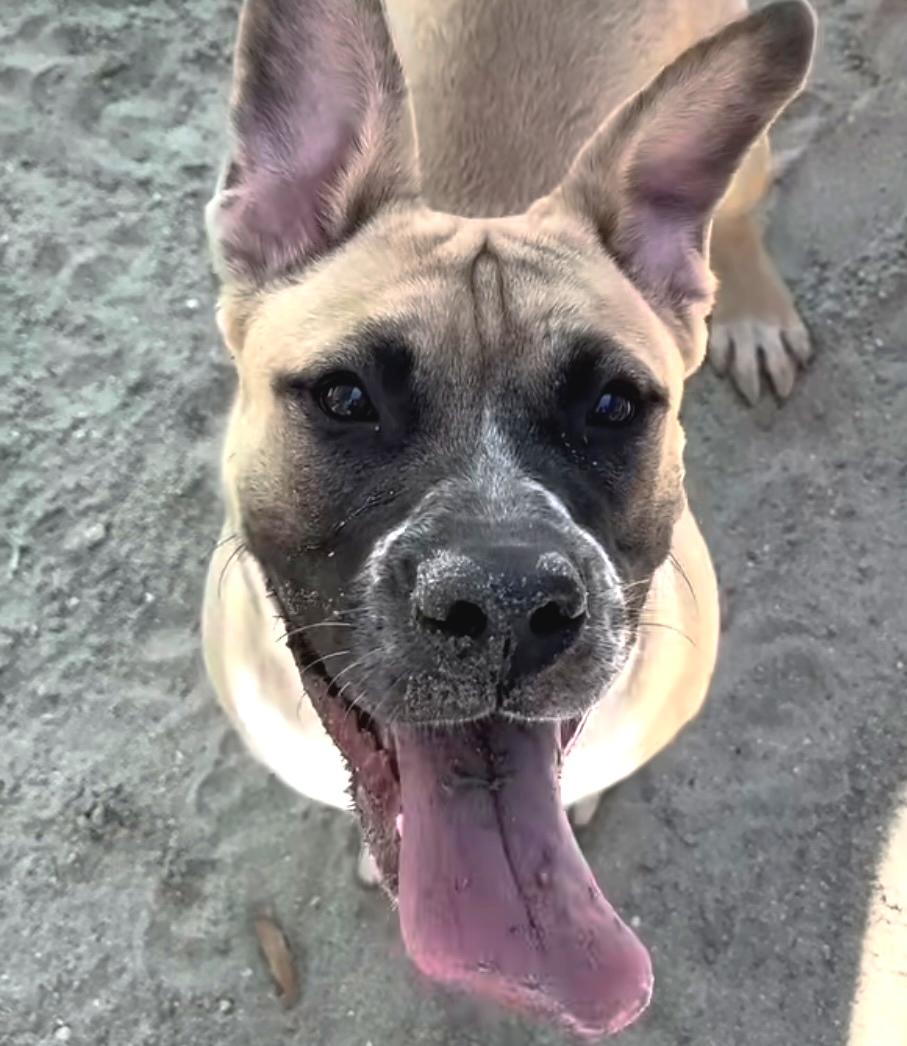 Billy, a Adoptable mixed breed in Duluth, MN image 4/6