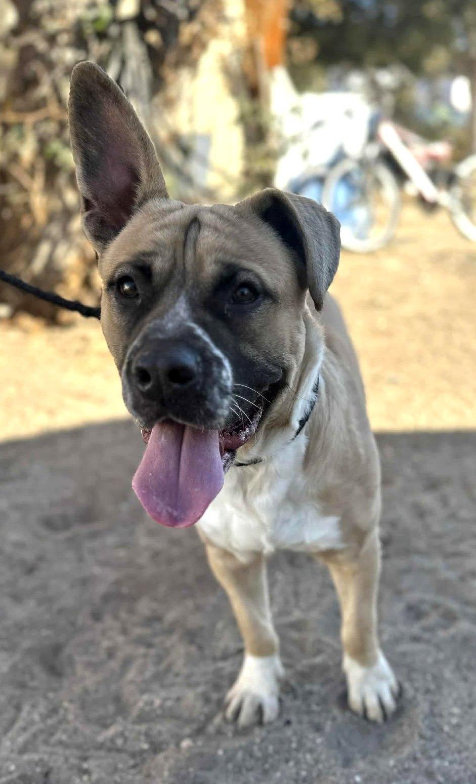 Billy, a Adoptable mixed breed in Duluth, MN image 6/6