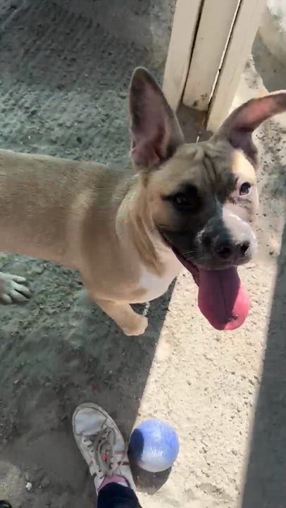 Enlarge Billy, a Adoptable mixed breed in Duluth, MN video 3/6