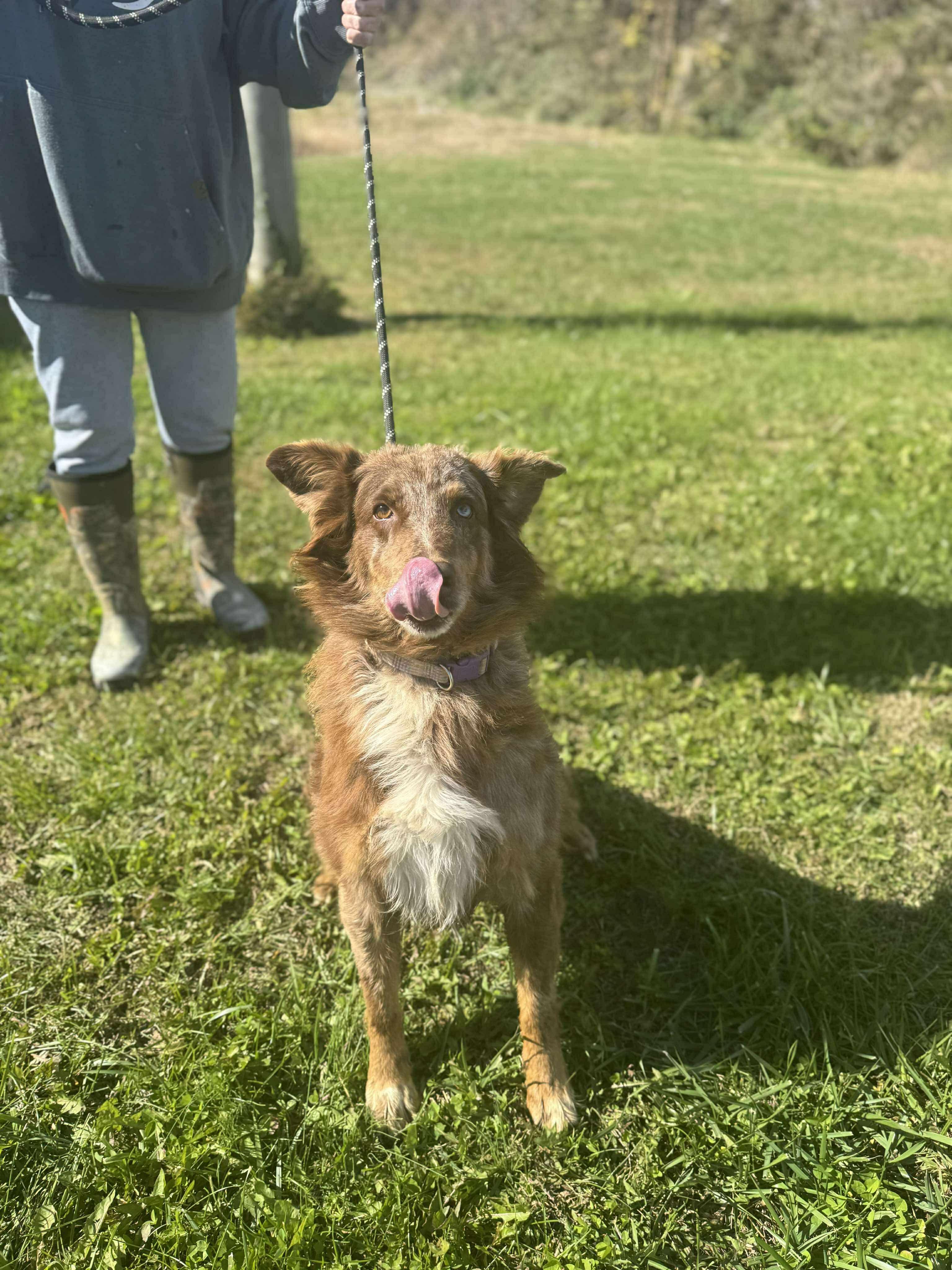 Sky, Adoptable, Adult Female Australian Shepherd.