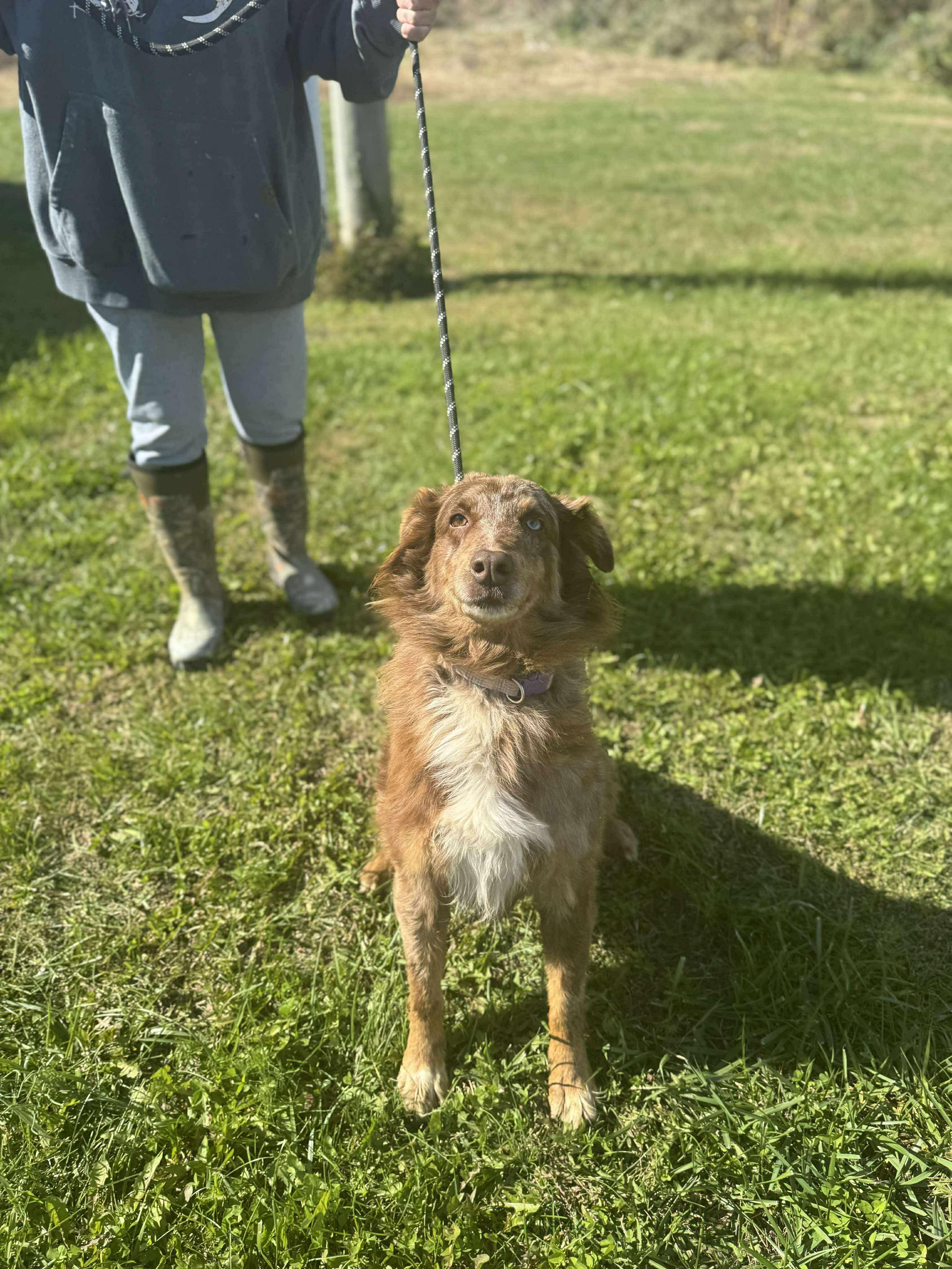 Sky, a Adoptable mixed breed in Lancaster, KY image 2/3