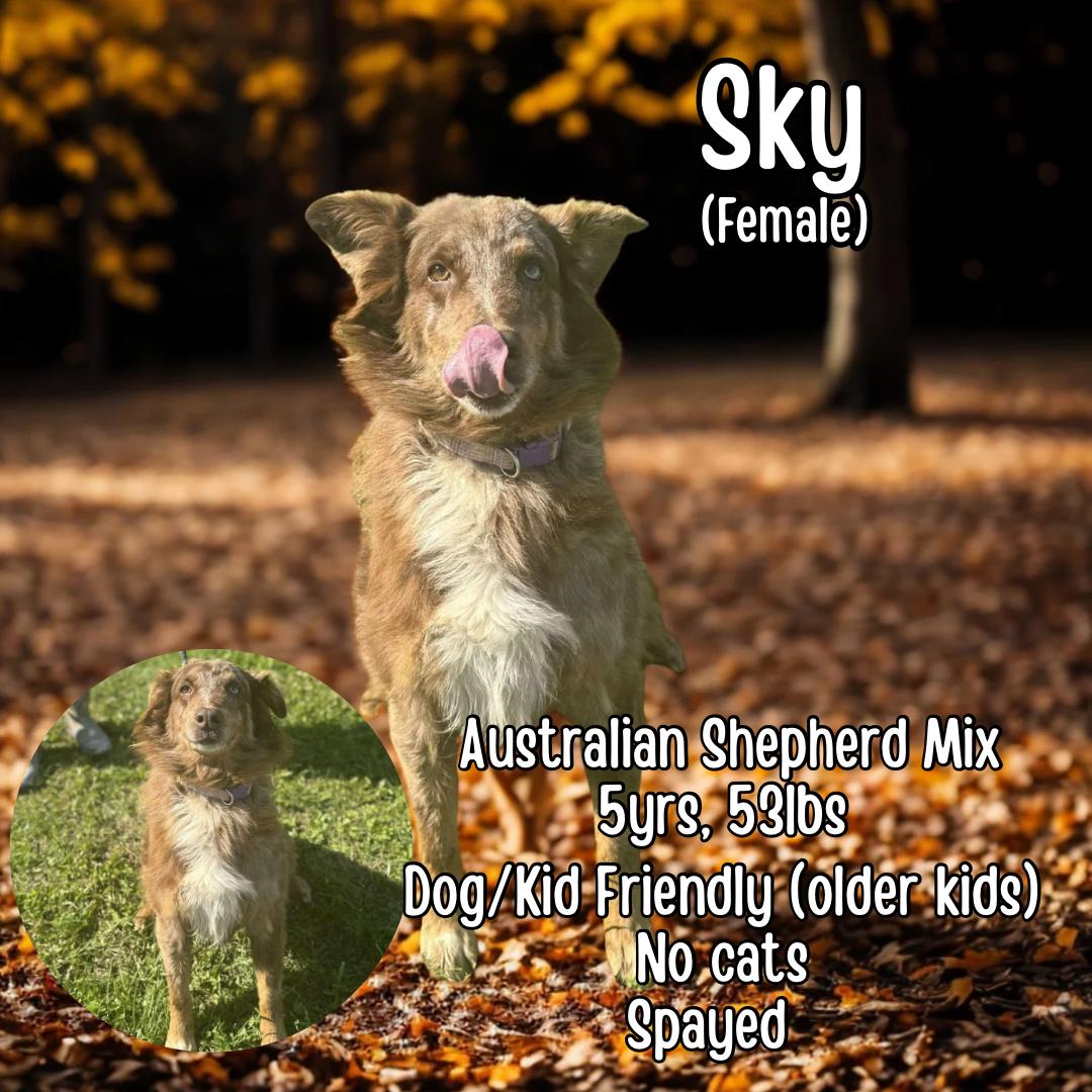 Sky, a Adoptable mixed breed in Lancaster, KY image 3/3
