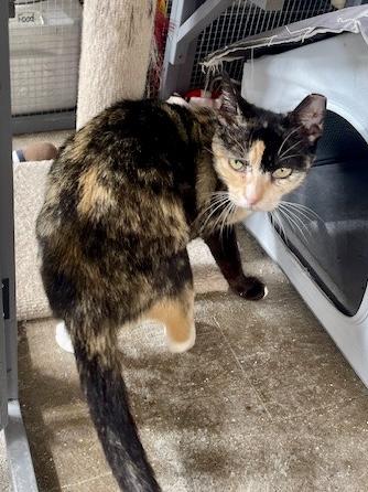 Enlarge Gala Mae Rockport (SH), an adopted Tortoiseshell in Schertz, TX image 1/1